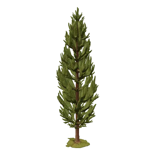 Roman Senate · cypress tree